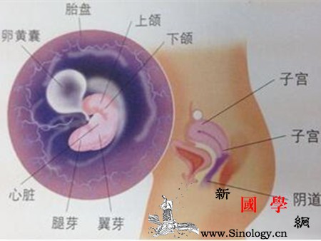 胎儿脐带什么时候形成_受精卵-着床-什么时候-脐带-
