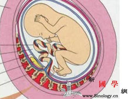 脐带边缘性入口的危害这些后果孕妇须知_脐带-胎盘-胎儿-危害-