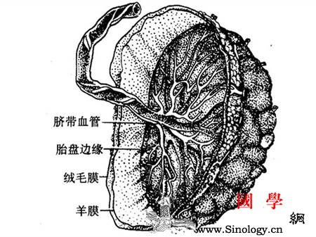 脐带边缘性入口是怎么引起的_脐带-胎盘-胎儿-边缘-