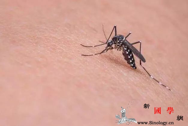 O型血更招蚊子？孕妇日常如何驱蚊？_叮咬-乳酸-排出-蚊子-